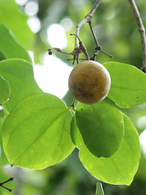 Kuchla/ Nux Vomica Plant: Uses, Benefits, Ingredients, Method, Indications, Dosage, Side Effects, And Precautions 