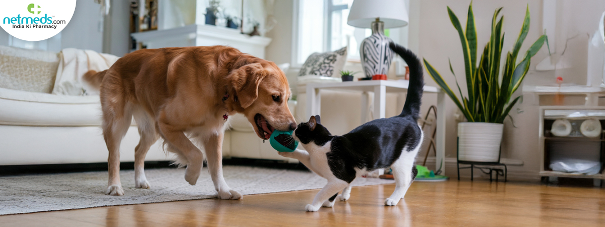 playfully-wags_1200x450