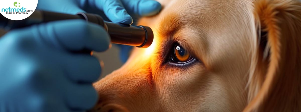 examining-eye-pet_1200x450