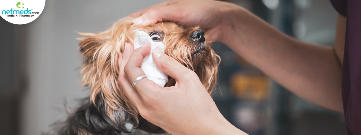 pet eye care