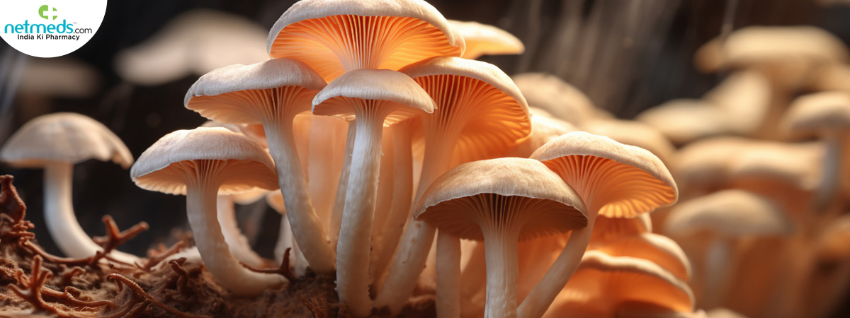 mushrooms_1200x450