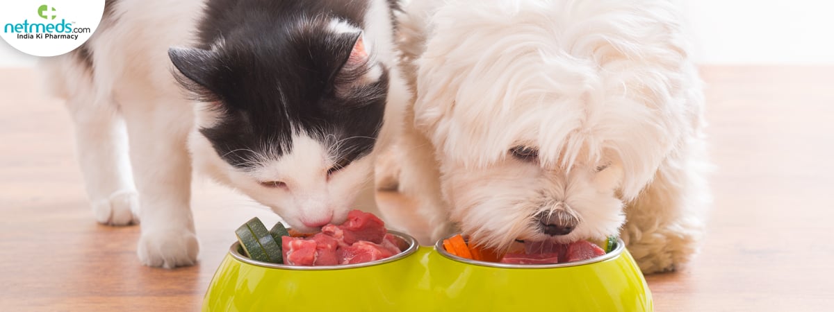 maltese-dog_1200x450