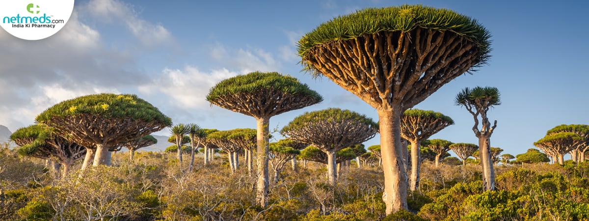 Dragon's-blood-tree_1200x450