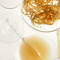 Seaweed Extract For Beauty: Benefits, Uses, And Precautions Of This Skincare Ingredient