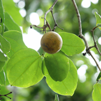 Kuchla/ Nux Vomica Plant: Uses, Benefits, Ingredients, Method, Indications, Dosage, Side Effects, And Precautions 