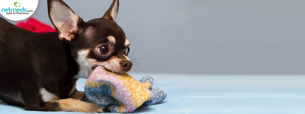chihuahua_1200x450 (1)