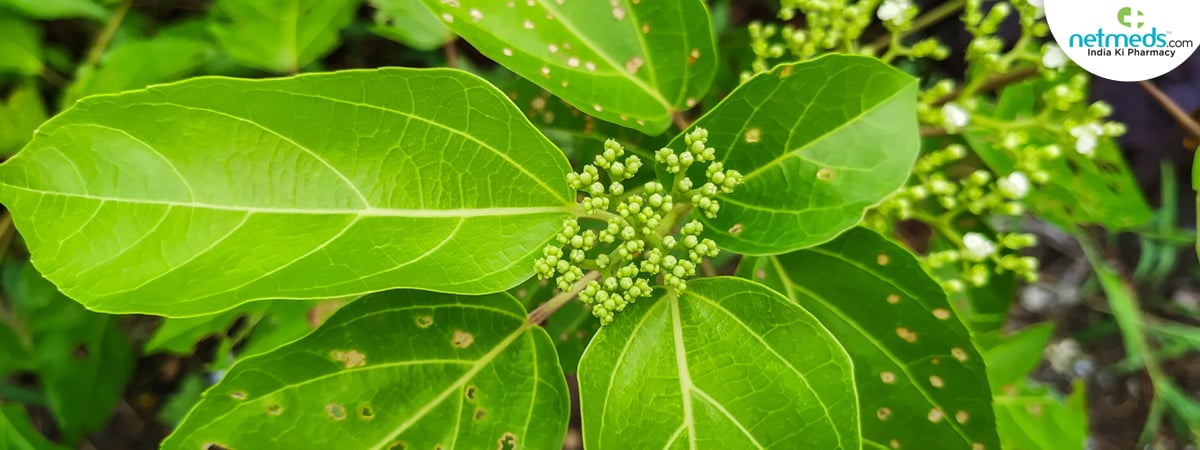 agnimantha plant