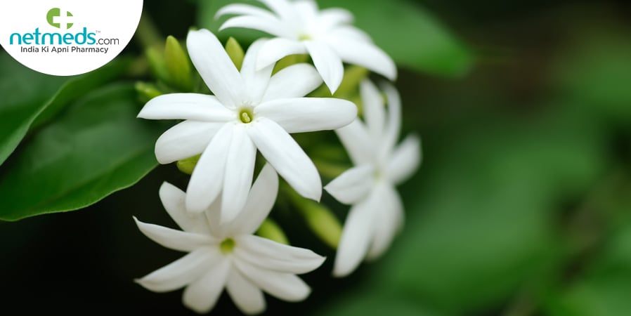 Arabian-Jasmine_898x450