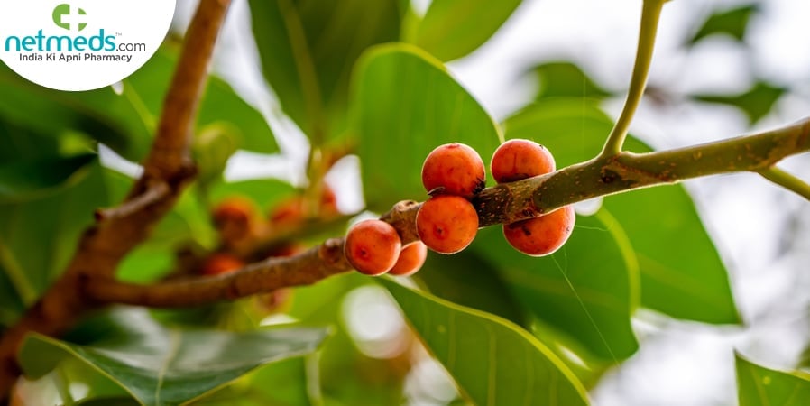 banyan fruit
