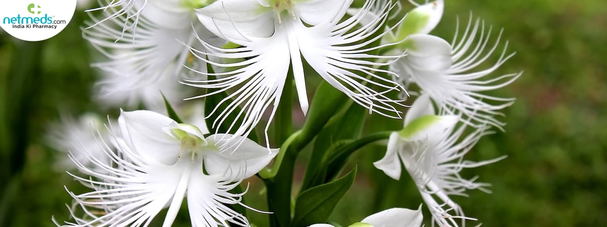vriddhi benefits