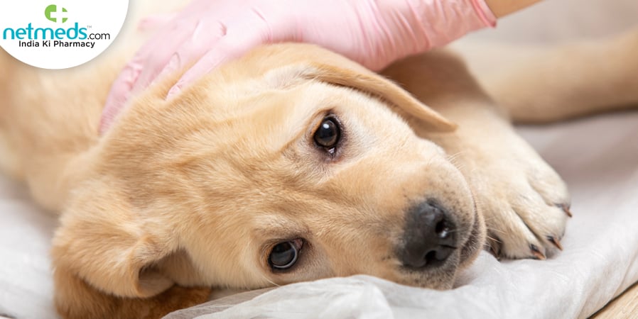 parvo in puppy