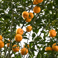 Japanese Fruits: 5 Delicious Types, Health Benefits And Easy Pickling Recipe For All