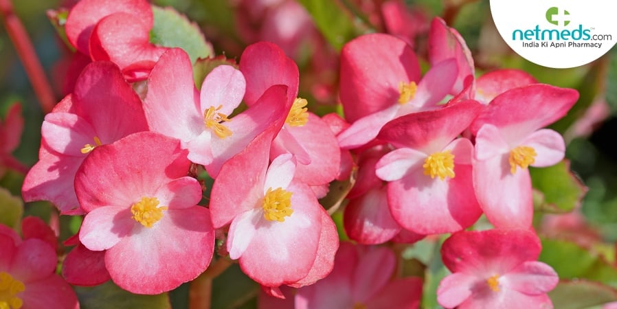 Begonia blossoms