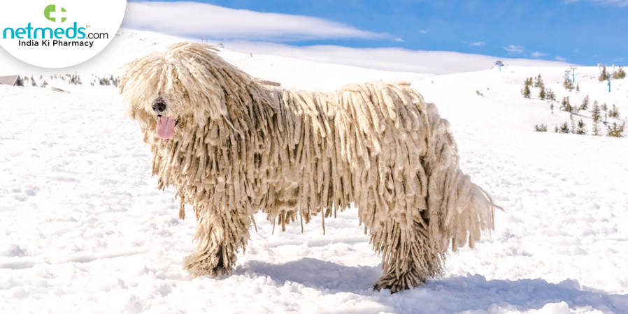 mop dog