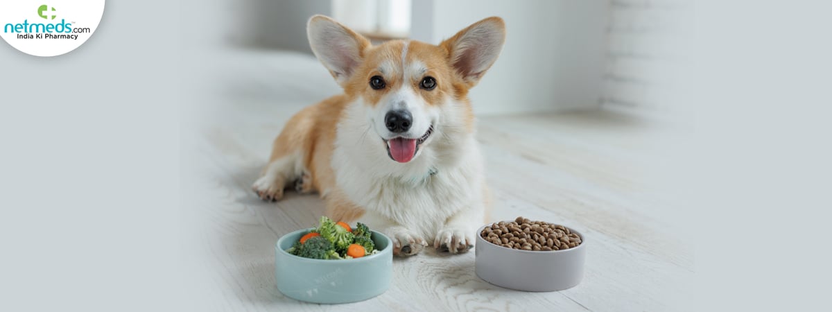 dog-eats_1200x450