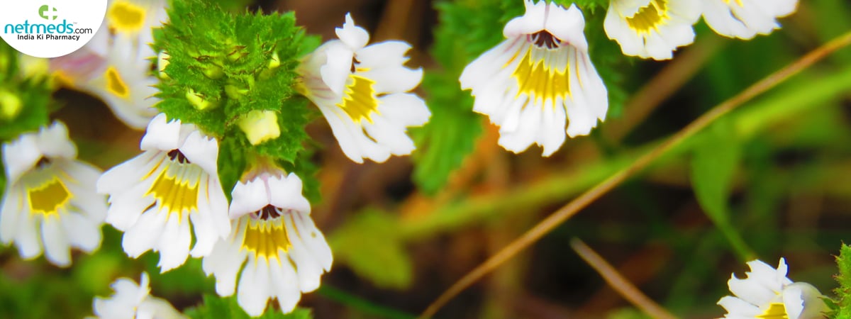 euphrasia_1200x450
