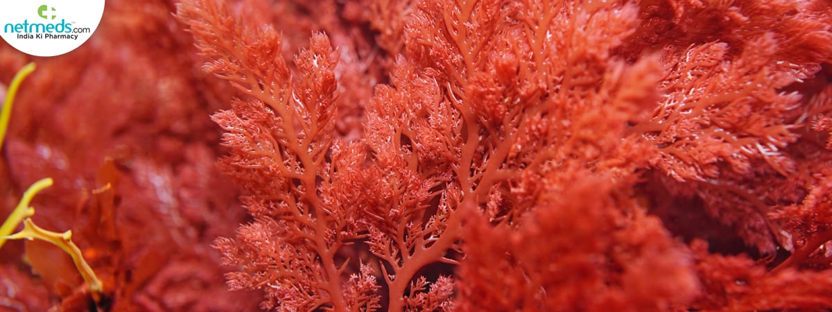 red-alga-plocamium_1200x450