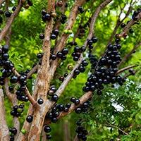 Jabuticaba : 9 Fantastic Health Incentives Of This Exotic Fruit