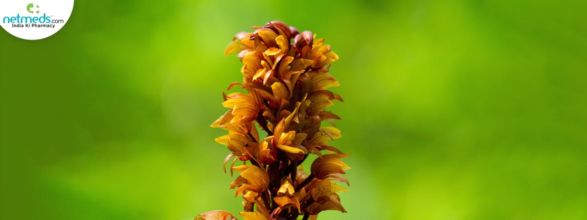 jivaka health benefits