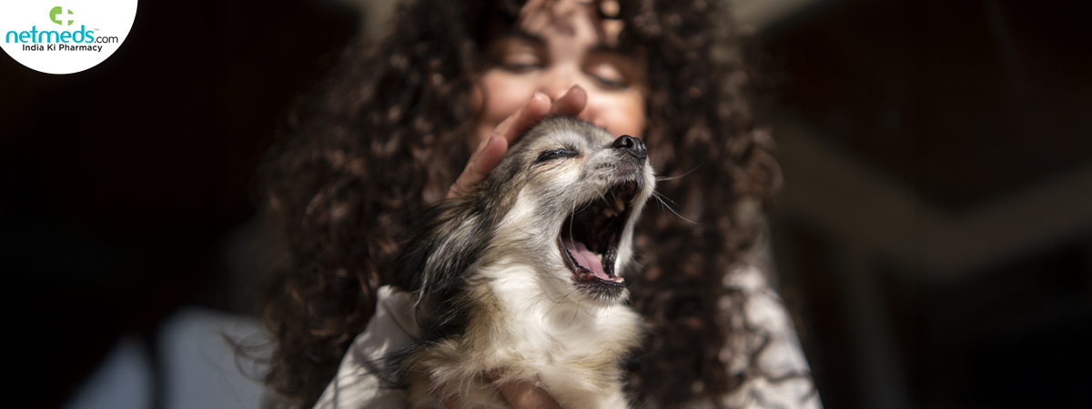 chihuahua-dog_1200x450