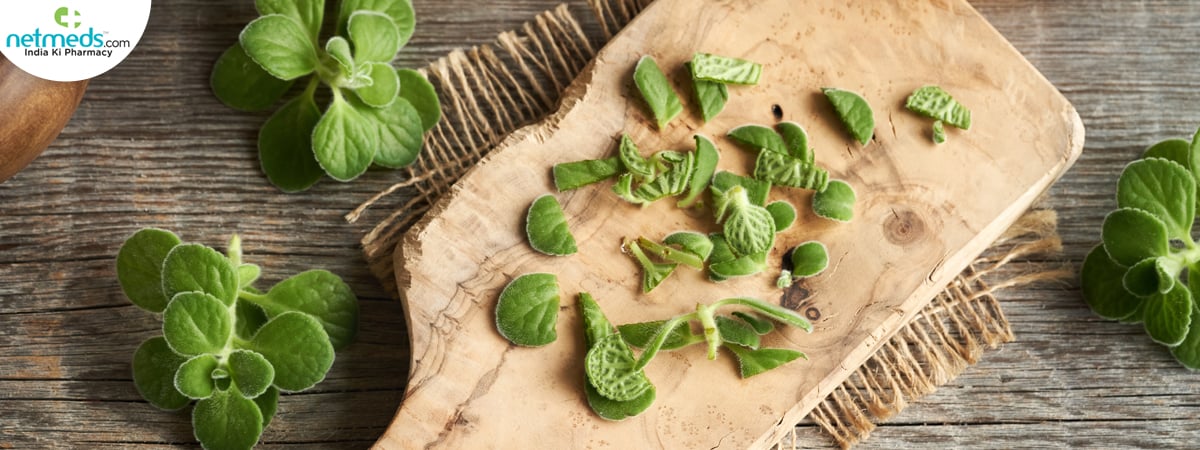 coleus-amboinicus-leaves_1200x450