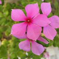 Sadabahar: Astounding Health Benefits Of The Beautiful Periwinkle Flower 