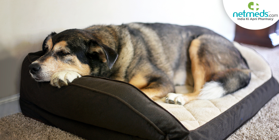 main canine arthritis