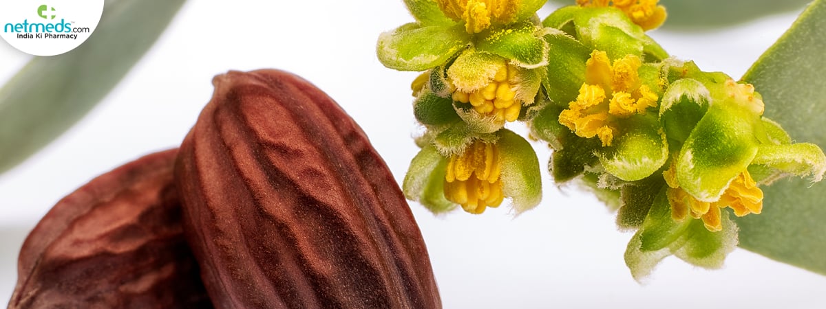 jojoba plant