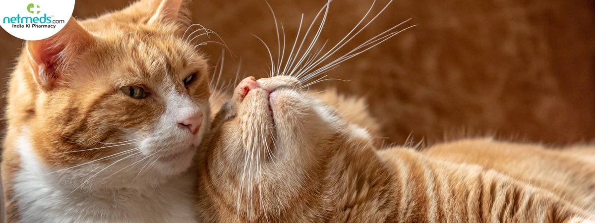 feline-laying_1200x450