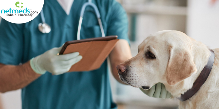 examining dog