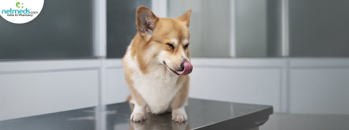 dog-licking_1200x450