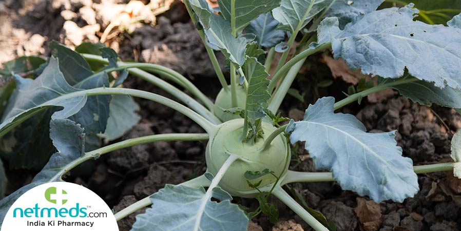 Kohlrabi plant