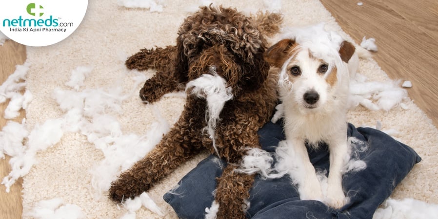 Pet behaviour