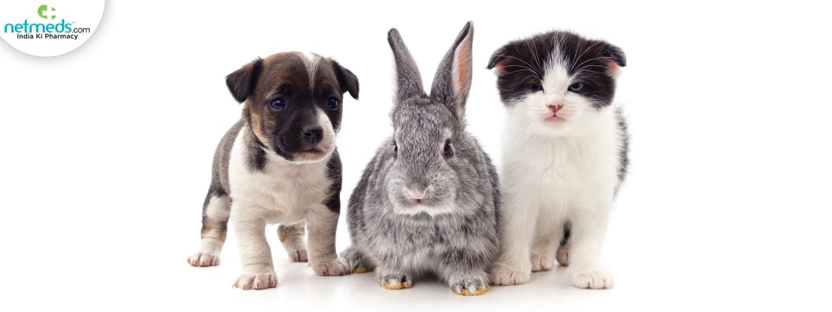 Pet