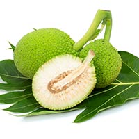 Breadfruit: Uses, Nutritional Facts And Health Benefits