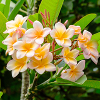 Champa/Plumeria Rubra: Uses, Health Benefits Of This Fragrant Native Flower. Home Remedies Inside 