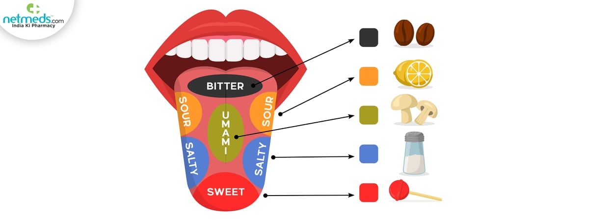 human taste buds
