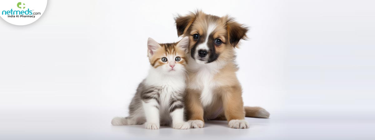 cat-love_1200x450