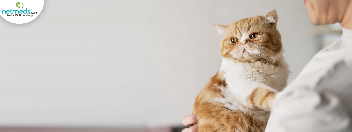 cute-cat_1200x450