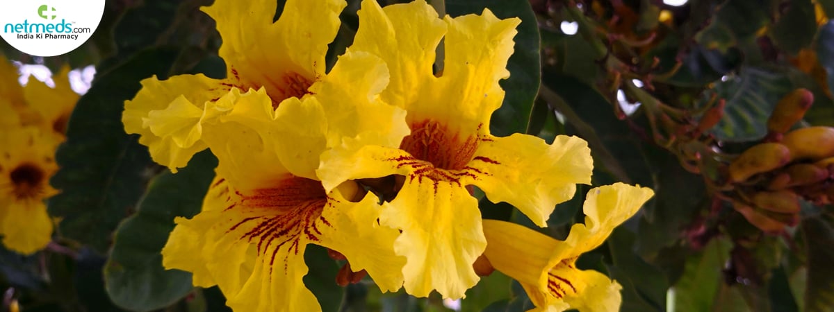 nile tulip health benefits