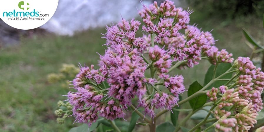 rasna plant image
