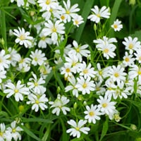 Chickweed/Stellaria Media: Top Benefits, Uses, And Precautions of This Powerful Herb