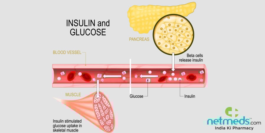 Insulin and Glucose