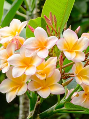 Champa/Plumeria Rubra: Uses, Health Benefits Of This Fragrant Native Flower. Home Remedies Inside 