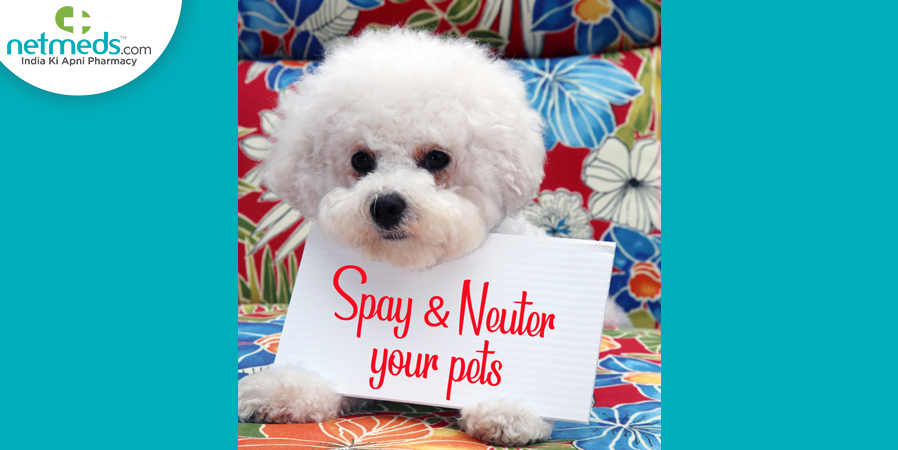spay and neuter your pets