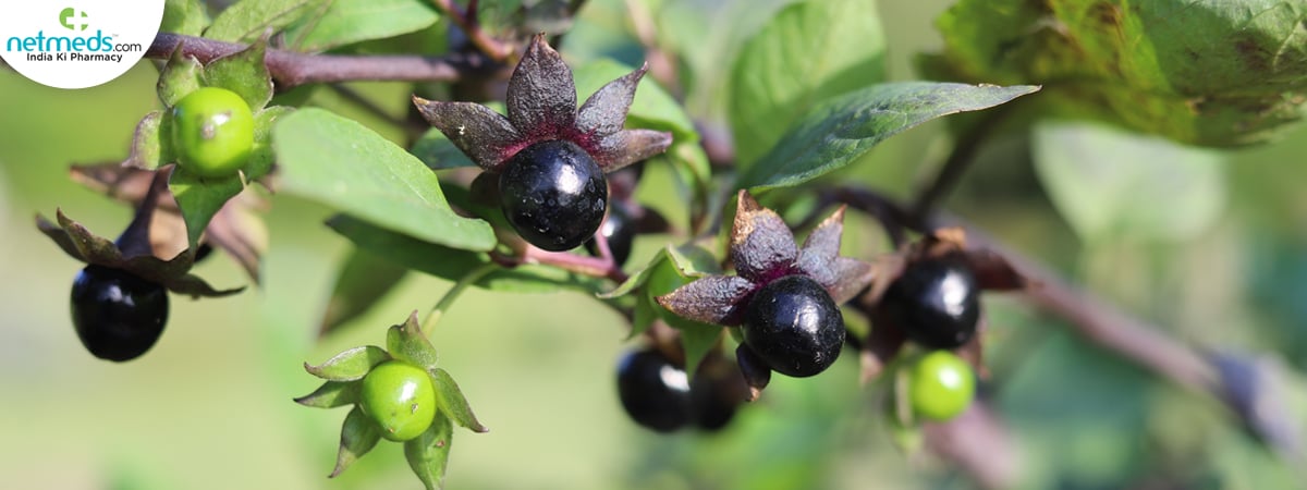 belladonna fruits