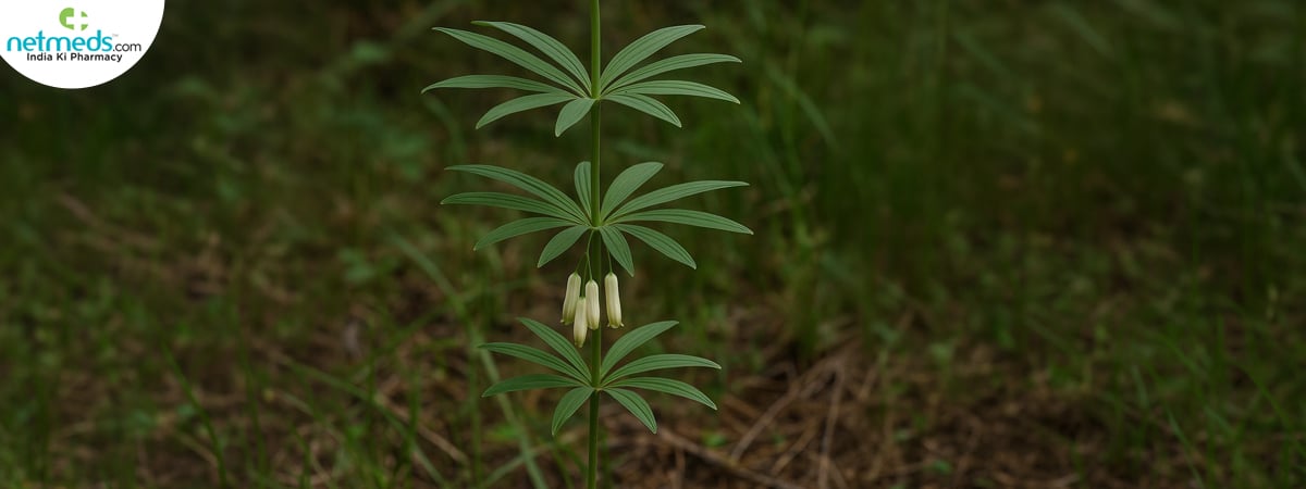 meda-big_1200x450