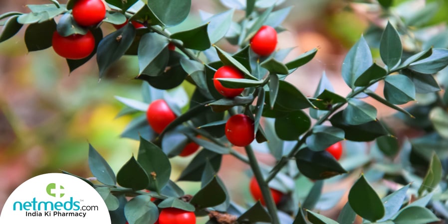 butcher's broom