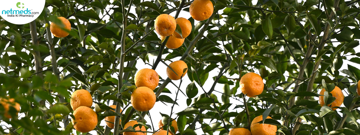 citrus_1200x450