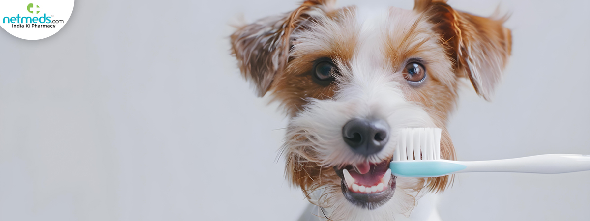 dog-toothbrush_1200x450